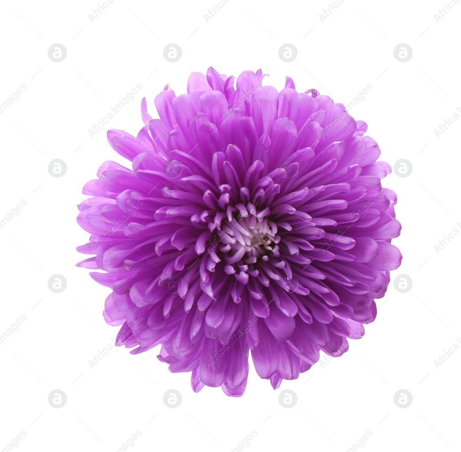 Photo of Beautiful purple aster isolated on white, top view.  Autumn flower