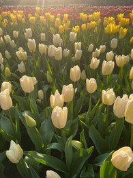 Beautiful tulip flowers growing outdoors on sunny day