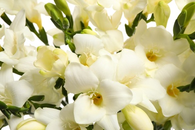 Photo of Closeup view of beautiful white freesia flowers