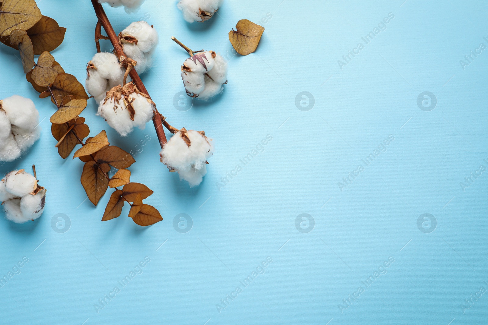 Photo of Fluffy cotton flowers and leaves on light blue background, flat lay. Space for text