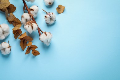 Fluffy cotton flowers and leaves on light blue background, flat lay. Space for text