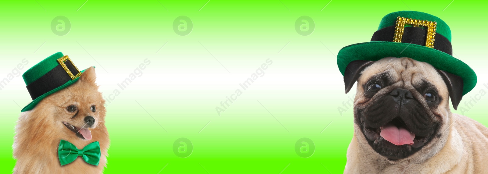 Image of St. Patrick's day celebration. Cute dogs with leprechaun hats on green background. Banner design with space for text