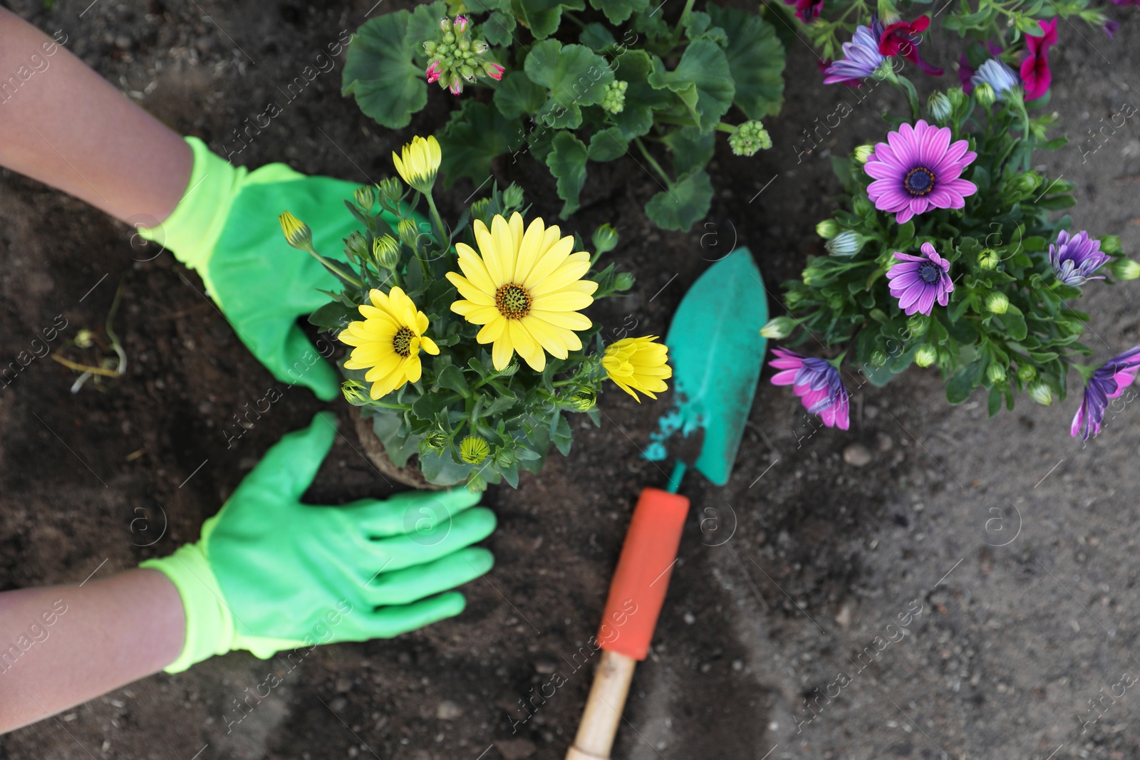 Photo of Woman in gardening gloves planting beautiful blooming flowers outdoors, top view