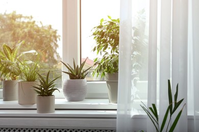 Many different houseplants on windowsill indoors. Interior design