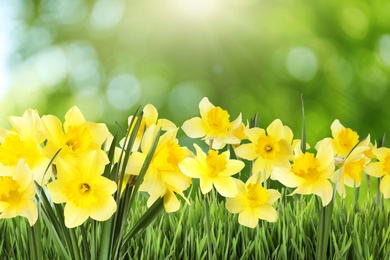Image of Beautiful spring flowers outdoors on sunny day 