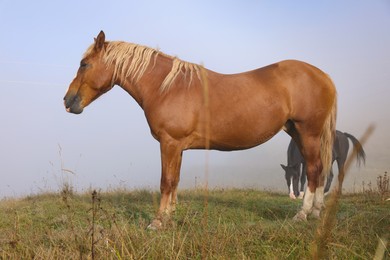 Photo of Horses grazing on pasture in misty morning. Lovely domesticated pets