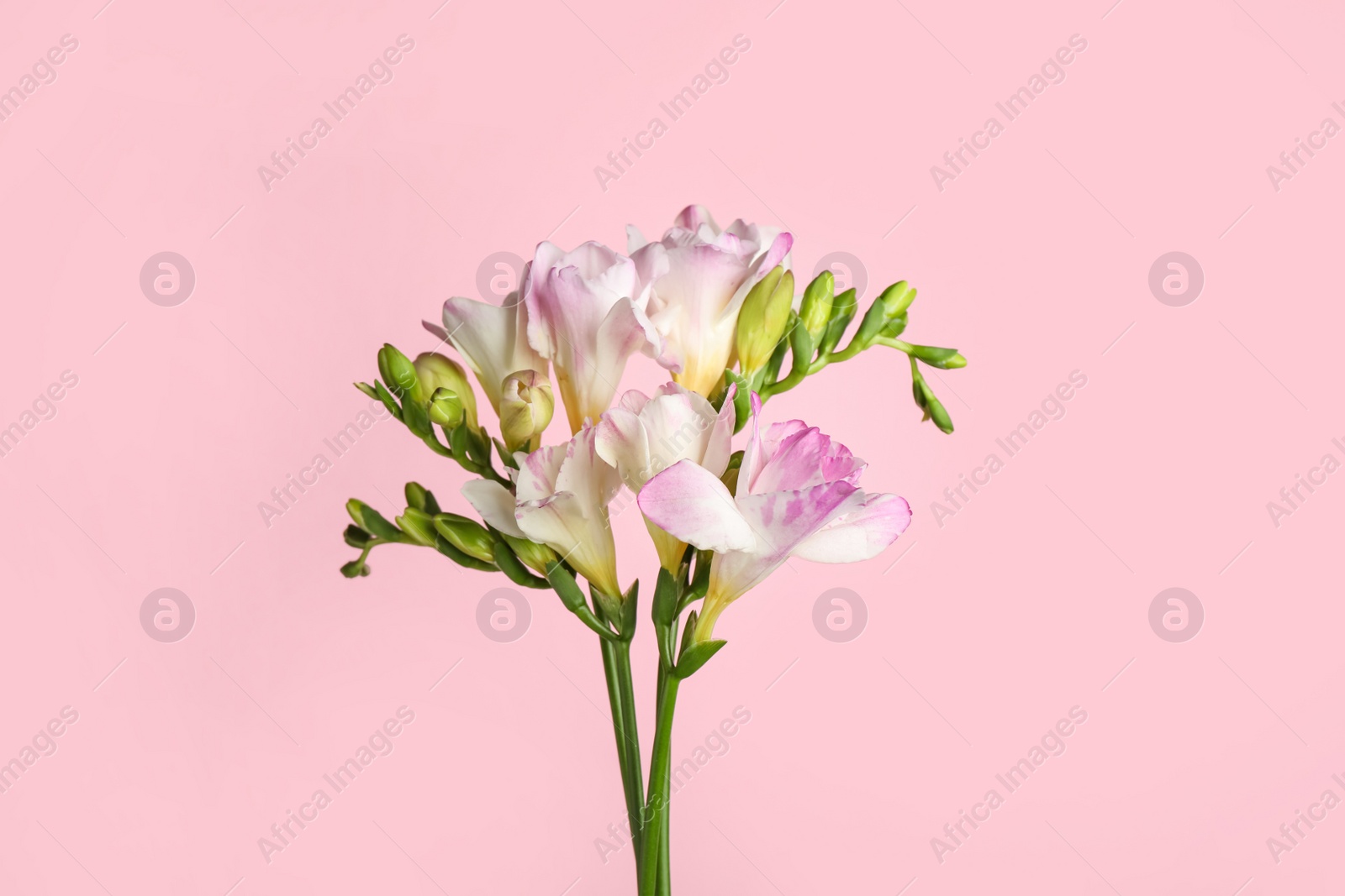 Photo of Beautiful tender freesia flowers on pink background