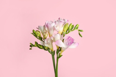 Beautiful tender freesia flowers on pink background