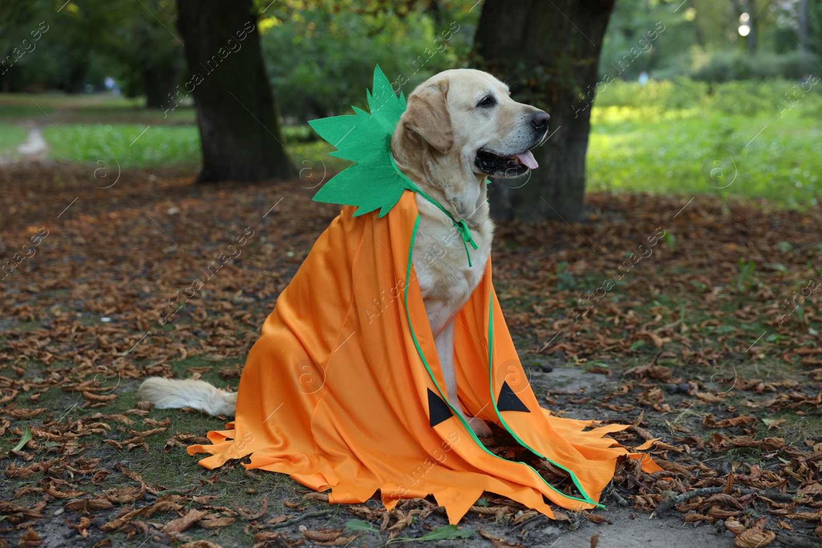 Photo of Cute Labrador Retriever dog wearing Halloween costume sitting in autumn park