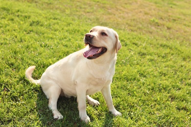 Photo of Cute yellow labrador retriever outdoors on sunny day