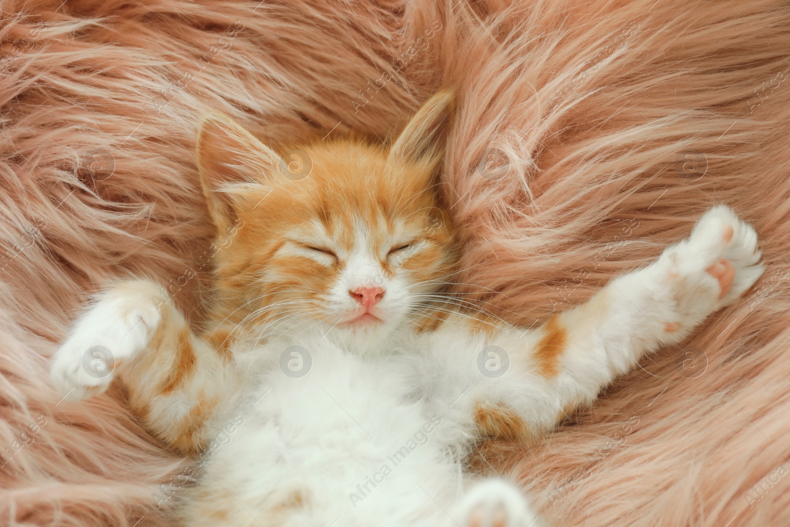 Photo of Cute little kitten sleeping on pink furry blanket, top view