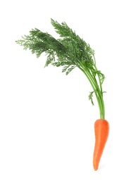 Fresh ripe juicy carrot isolated on white