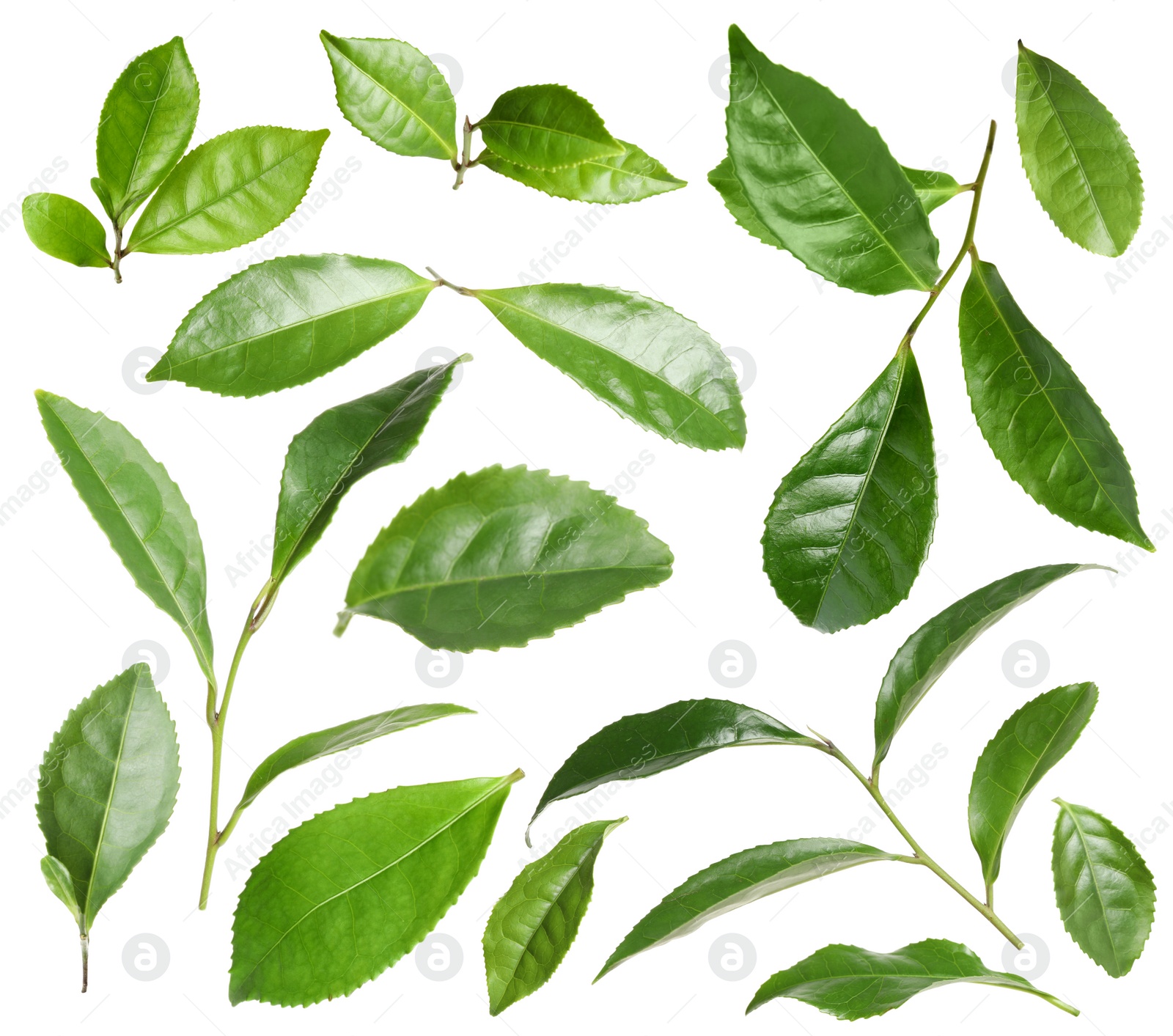 Image of Set with fresh green leaves on white background