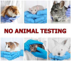 Collage with different photos and text NO ANIMAL TESTING 