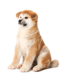 Photo of Cute Akita Inu puppy on white background. Baby animal