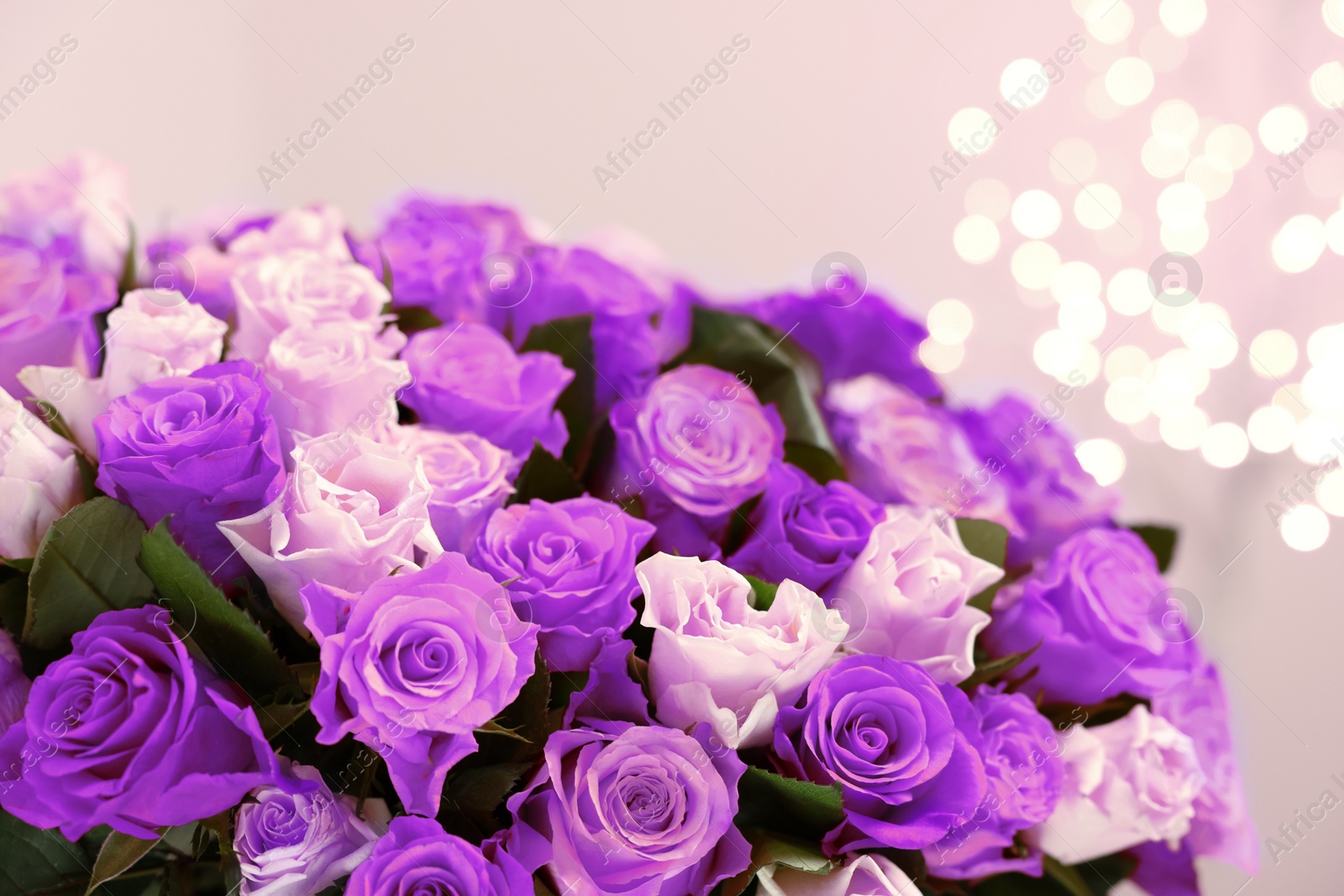 Image of Bouquet of violet roses against blurred background, closeup. Funeral attributes