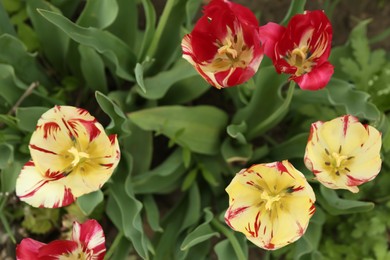 Photo of Beautiful blooming tulips on spring day, top view