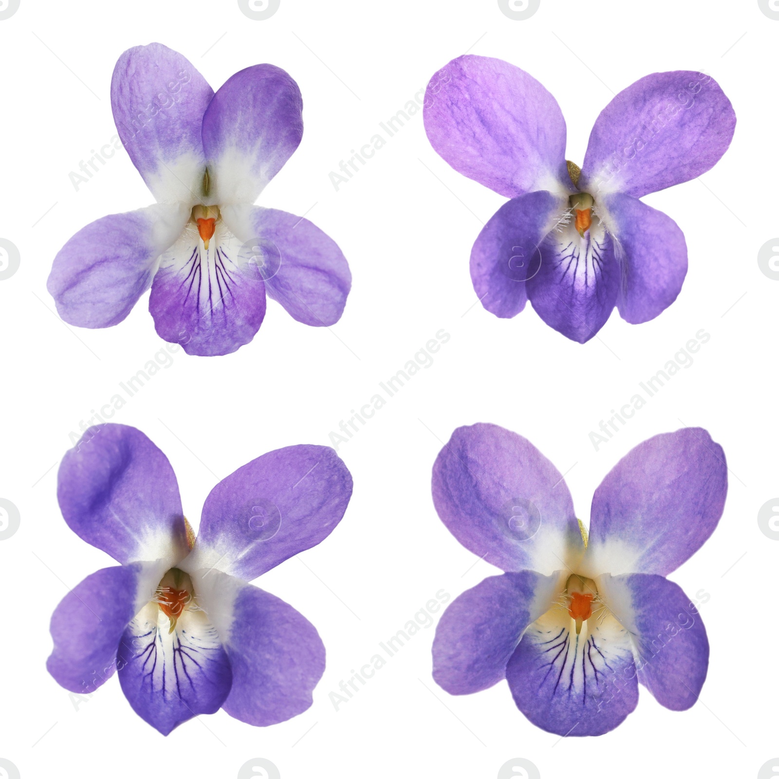 Image of Set with beautiful wood violets on white background. Spring flowers