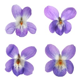 Image of Set with beautiful wood violets on white background. Spring flowers