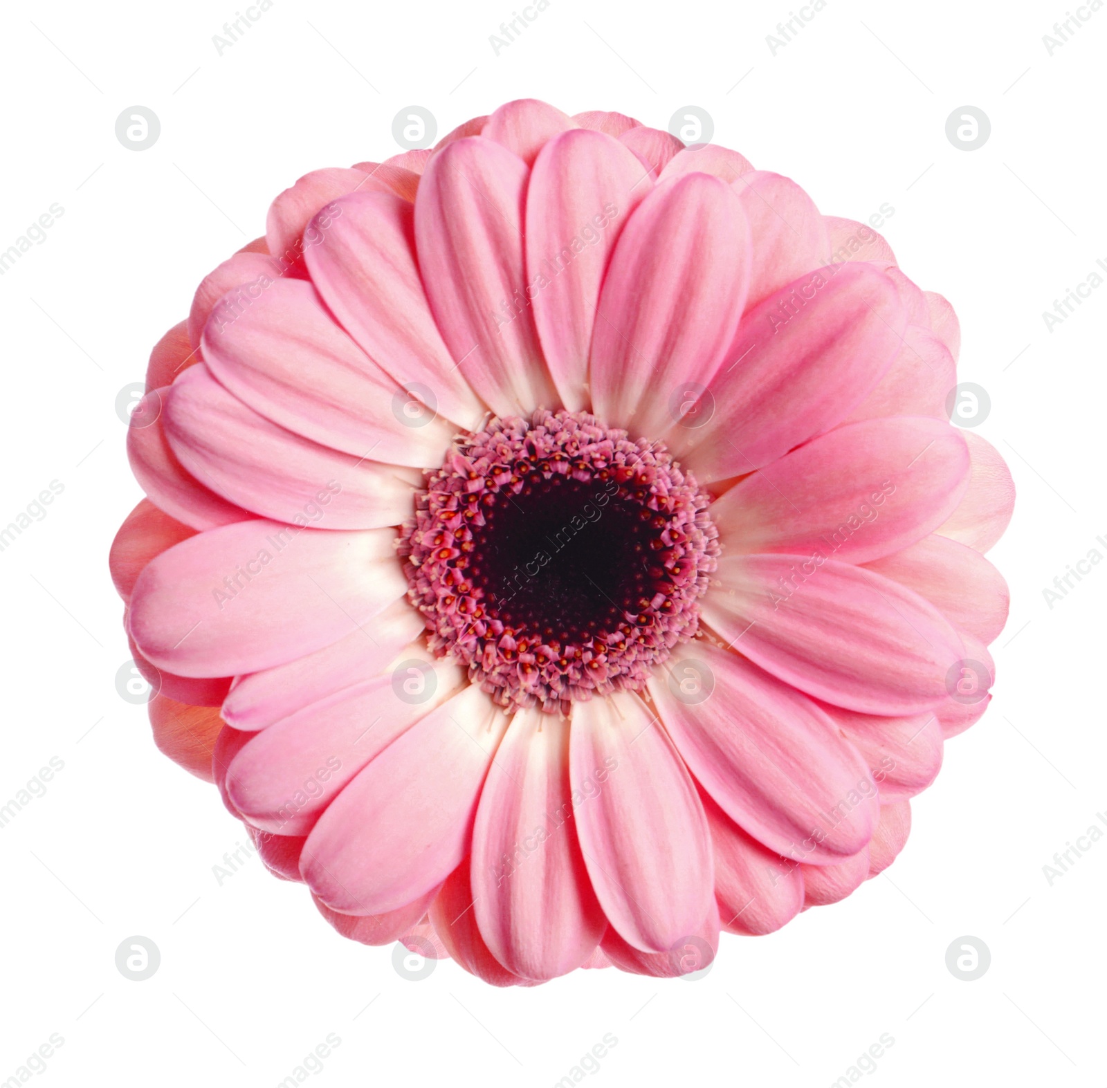 Image of Beautiful pink gerbera flower on white background