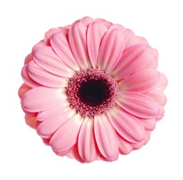 Image of Beautiful pink gerbera flower on white background