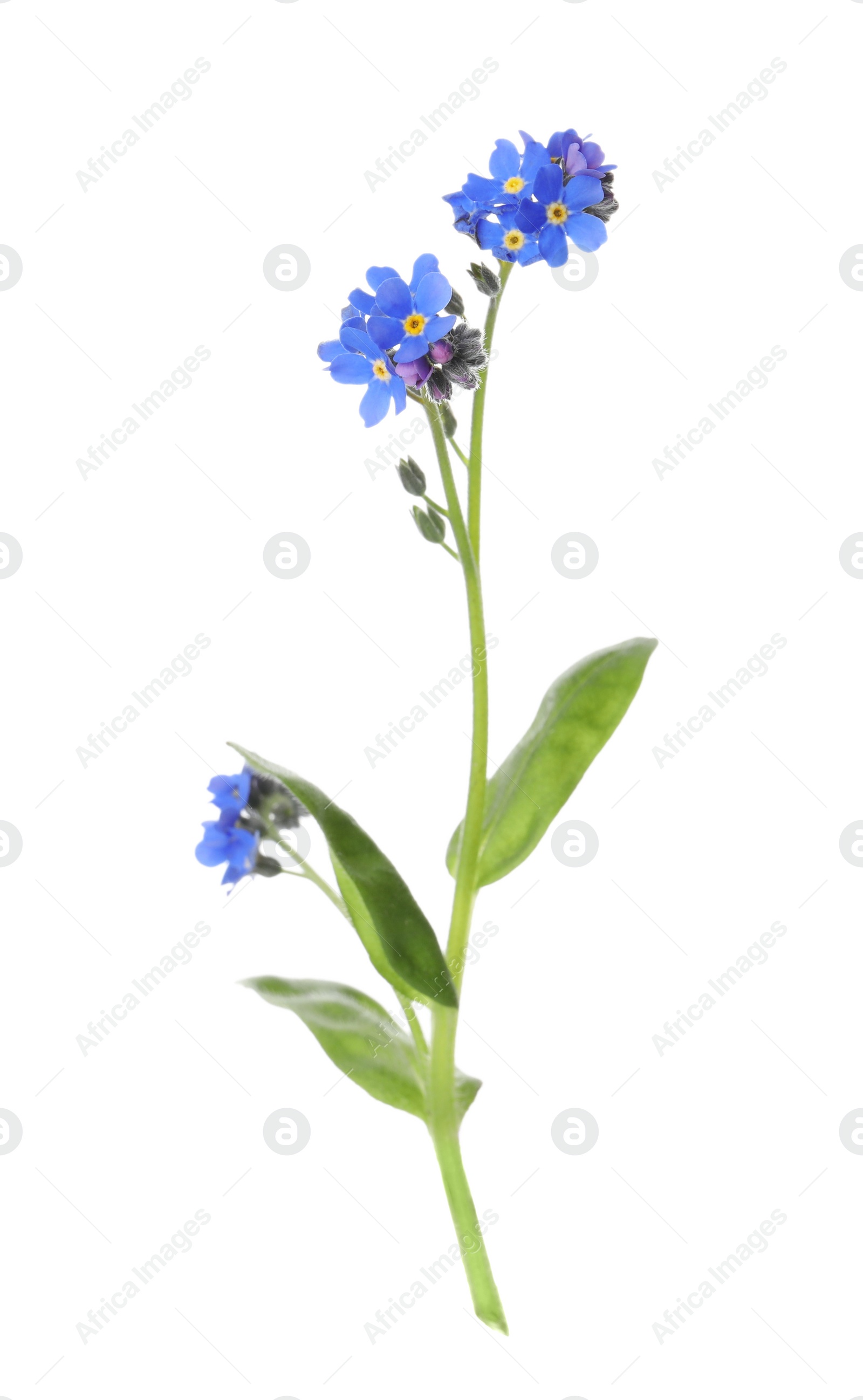 Photo of Beautiful blue Forget-me-not flowers isolated on white