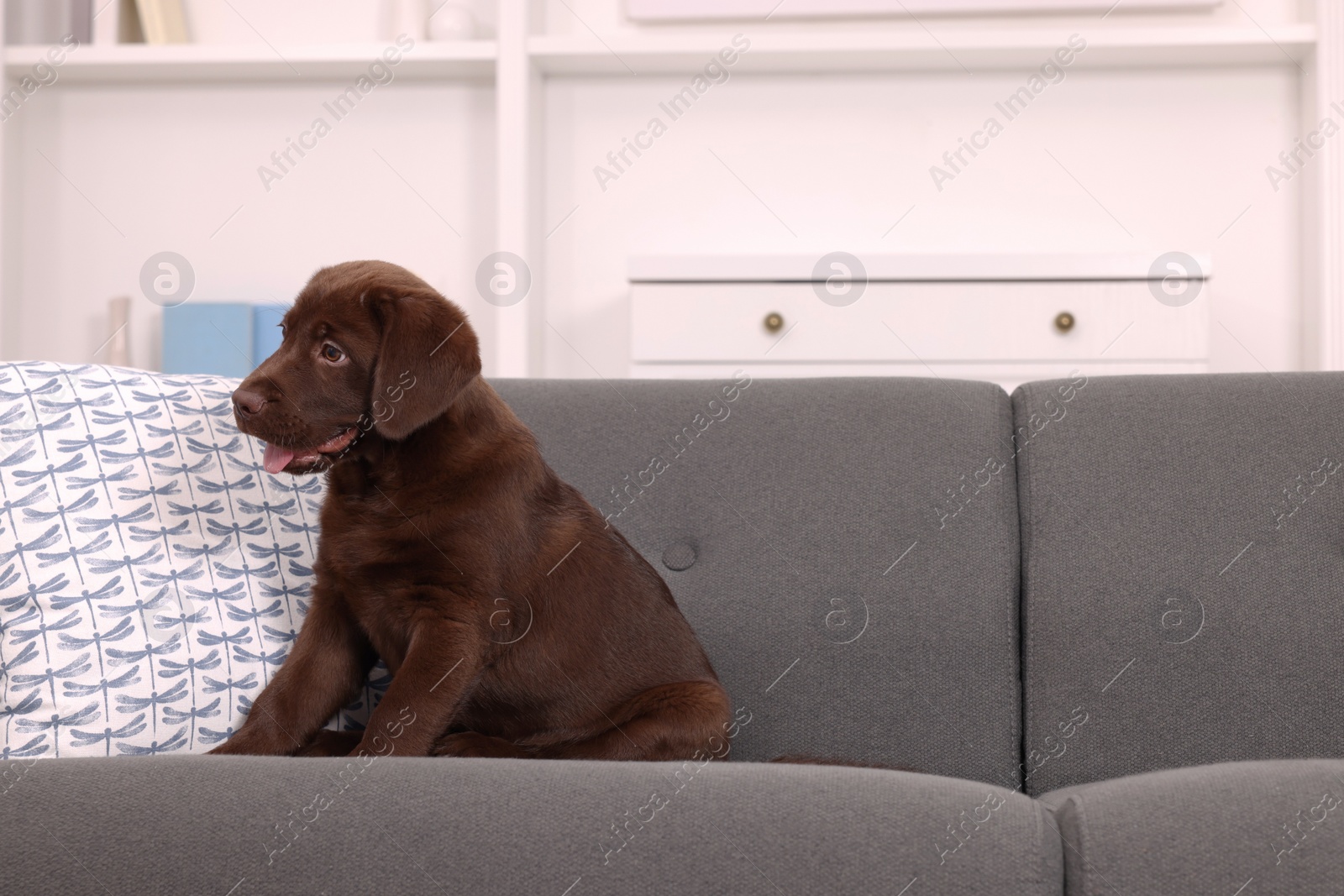 Photo of Cute chocolate Labrador Retriever puppy on sofa at home. Lovely pet