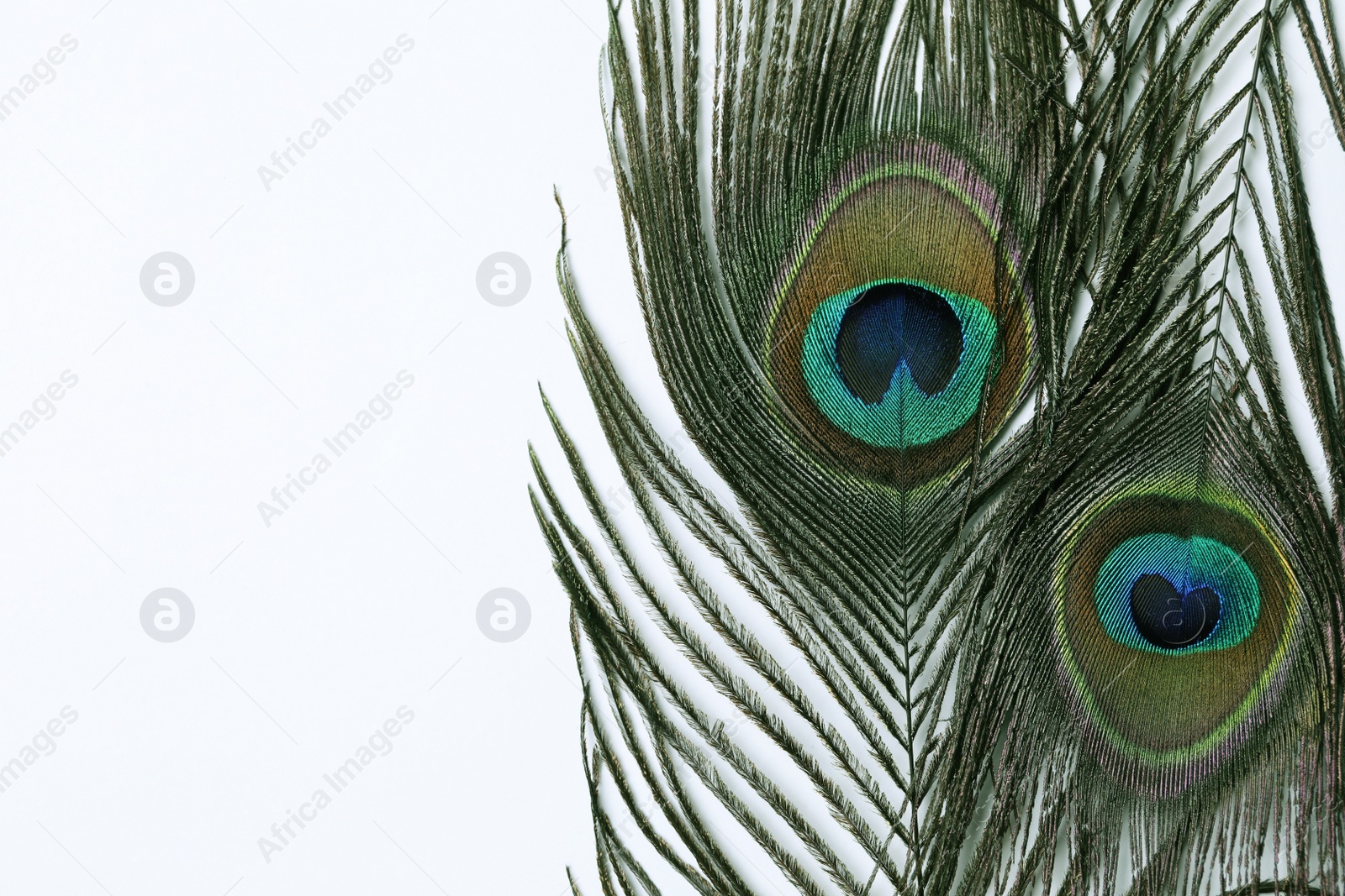 Photo of Beautiful bright peacock feathers on white background, top view