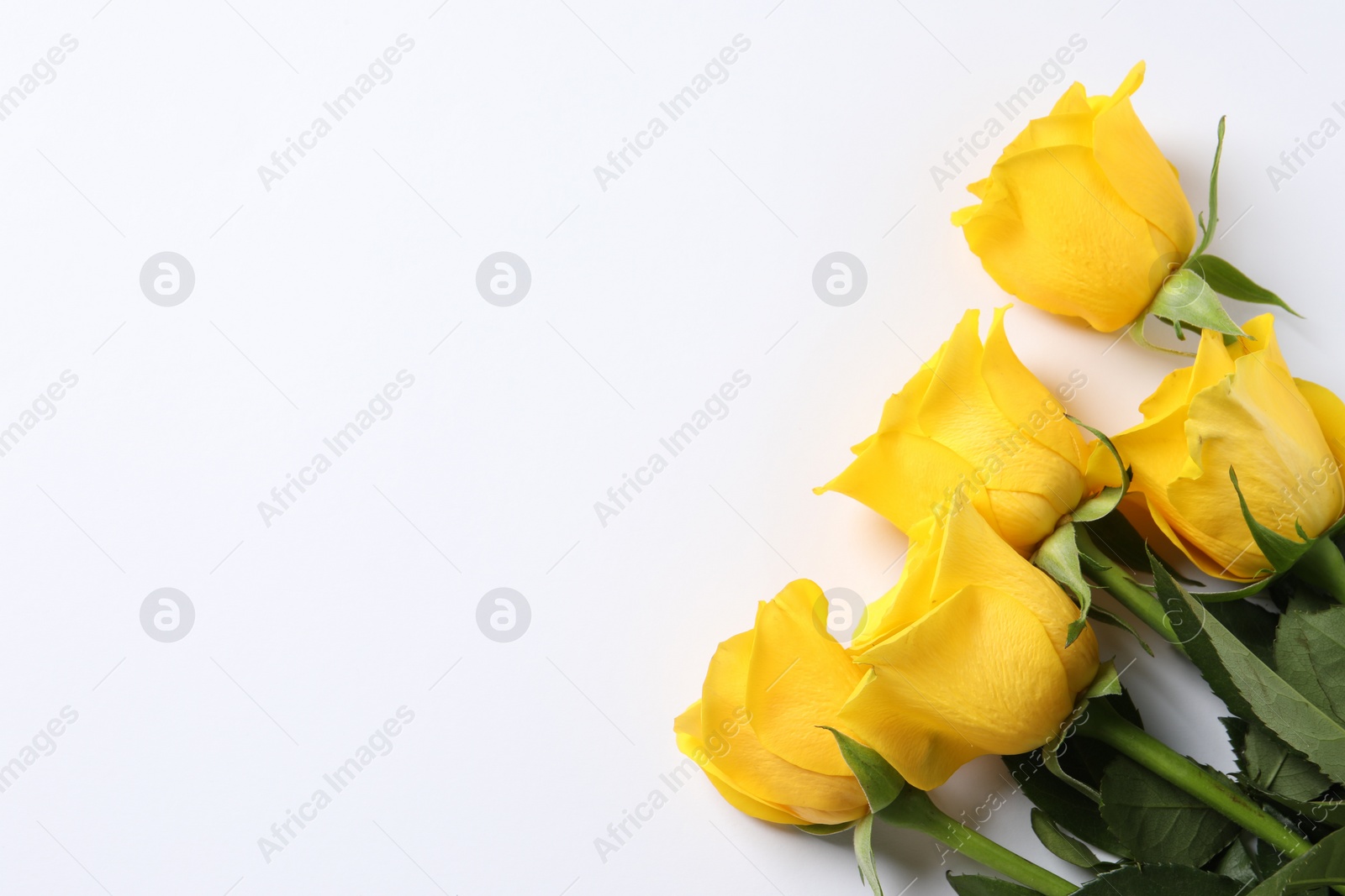 Photo of Beautiful yellow roses on white background, flat lay. Space for text