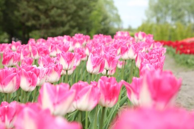 Beautiful pink tulip flowers growing in field, closeup