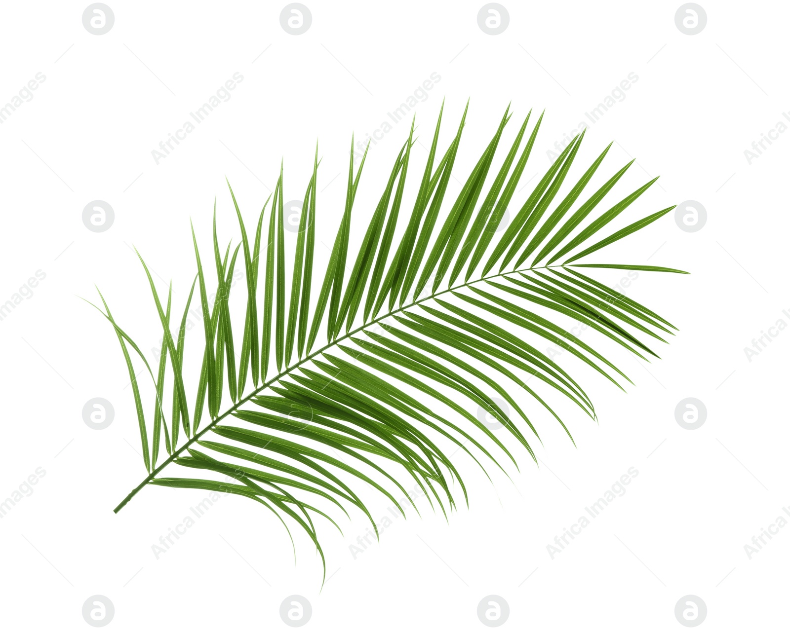 Photo of Beautiful tropical Sago palm leaf on white background