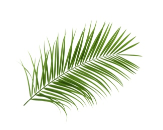 Photo of Beautiful tropical Sago palm leaf on white background