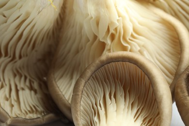 Photo of Fresh oyster mushrooms on white background, macro view