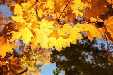 Photo of View of tree branches with autumn leaves in park