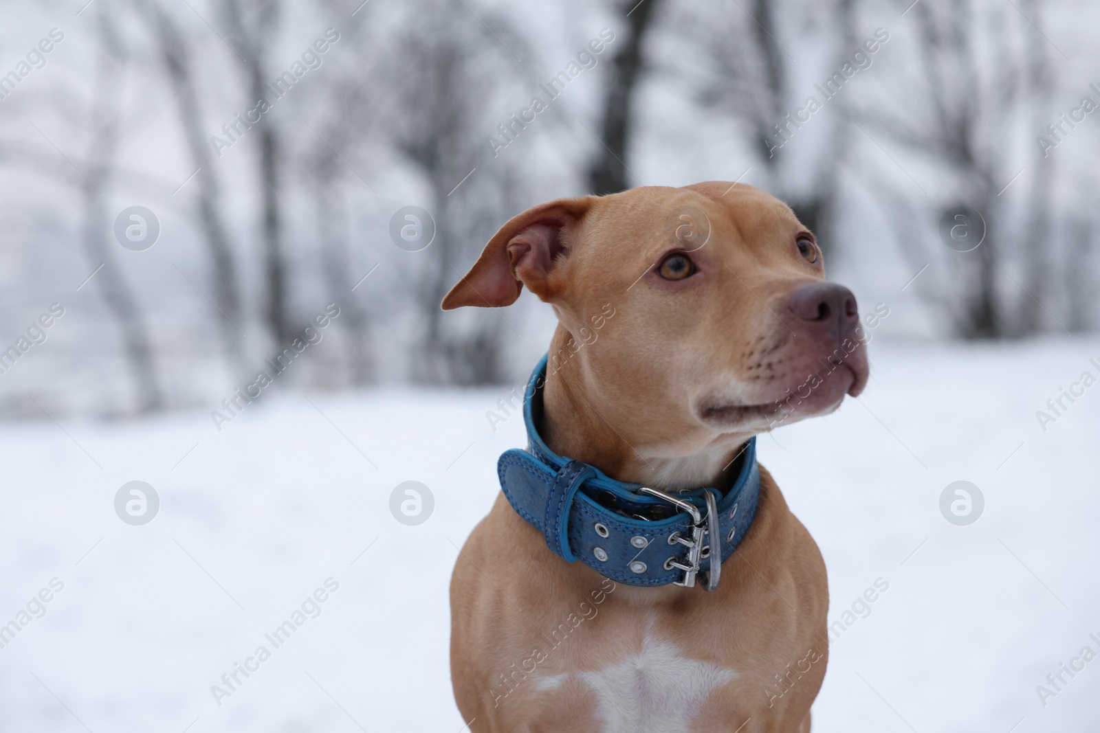 Photo of Cute dog in snowy park. Space for text