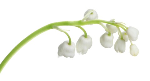 Photo of Beautiful lily of the valley flower on white background