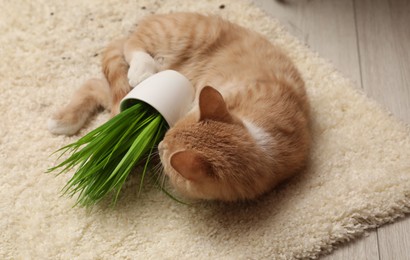 Photo of Cute ginger cat near overturned houseplant on carpet indoors