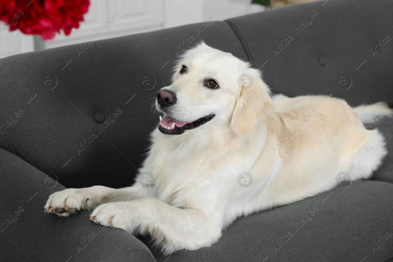Photo of Cute Labrador Retriever lying on sofa. Lovely pet