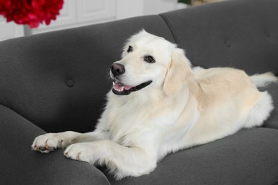 Cute Labrador Retriever lying on sofa. Lovely pet