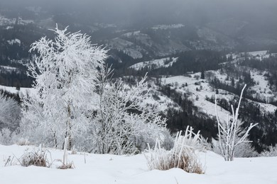 Photo of Picturesque view of trees covered with hoarfrost and snowy mountains on winter day