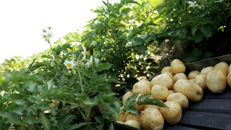 Photo of Wooden crate with raw potatoes in field on sunny day