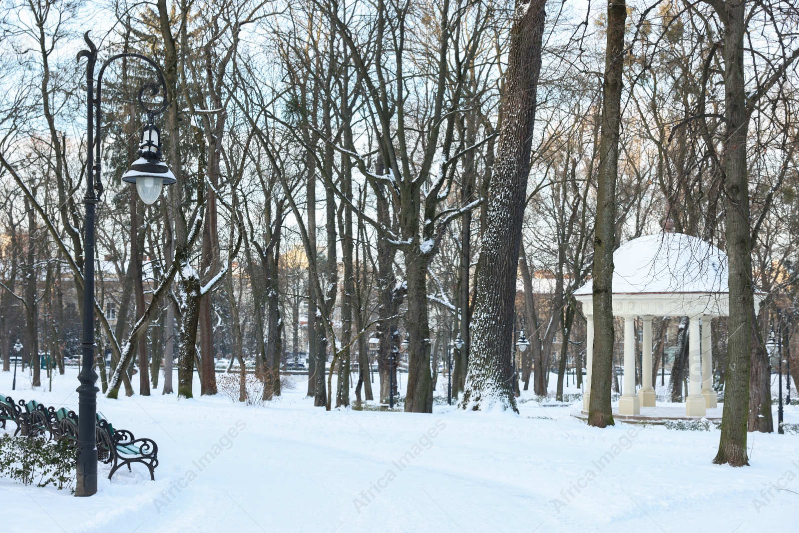 Photo of Benches, trees and street lamp in snowy park