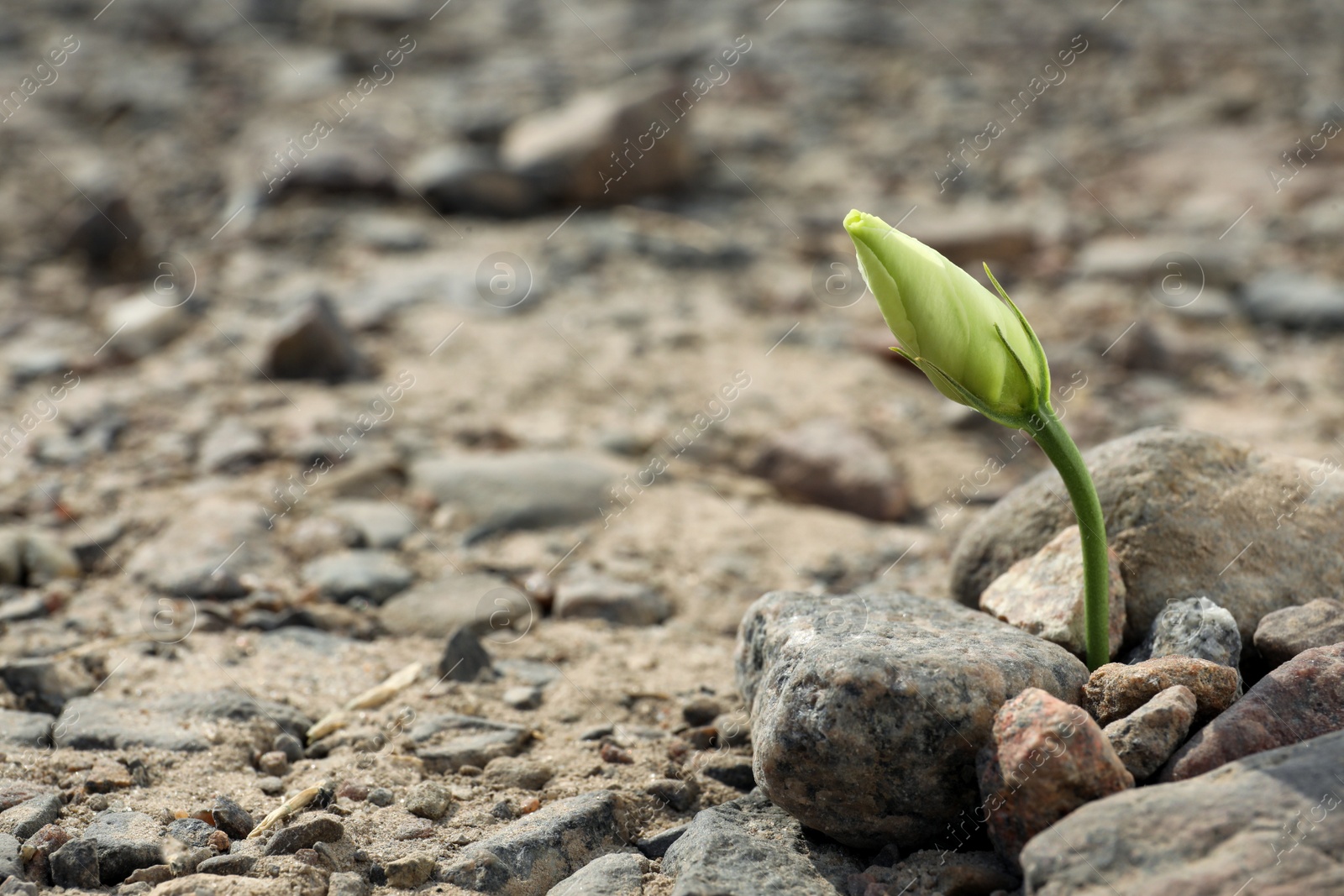 Photo of Beautiful flower growing in dry soil, space for text. Hope concept