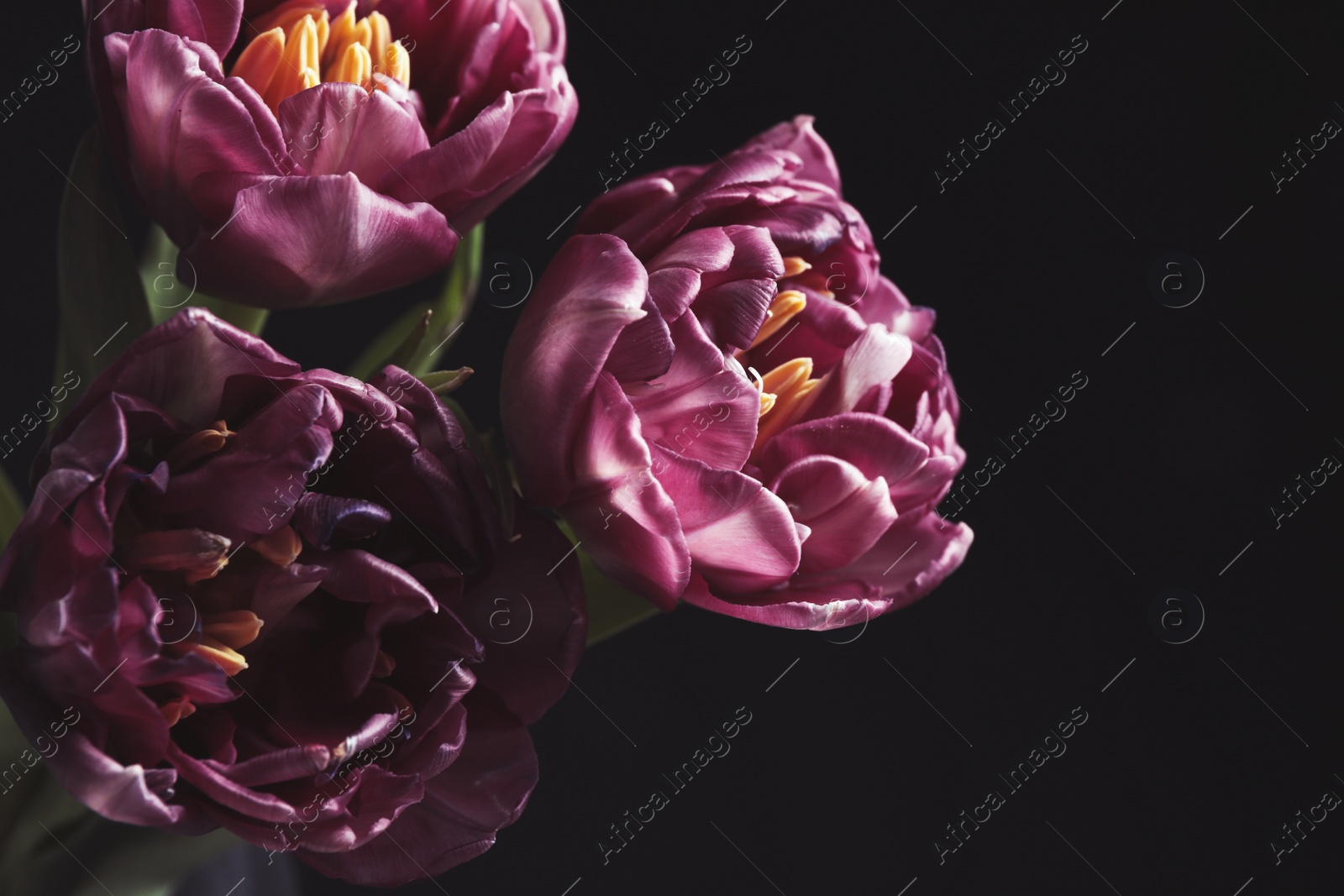 Photo of Beautiful fresh tulips on black background, closeup. Floral card design with dark vintage effect