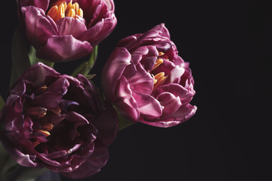 Photo of Beautiful fresh tulips on black background, closeup. Floral card design with dark vintage effect