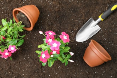 Photo of Beautiful pink vinca flowers and shovel on soil, flat lay