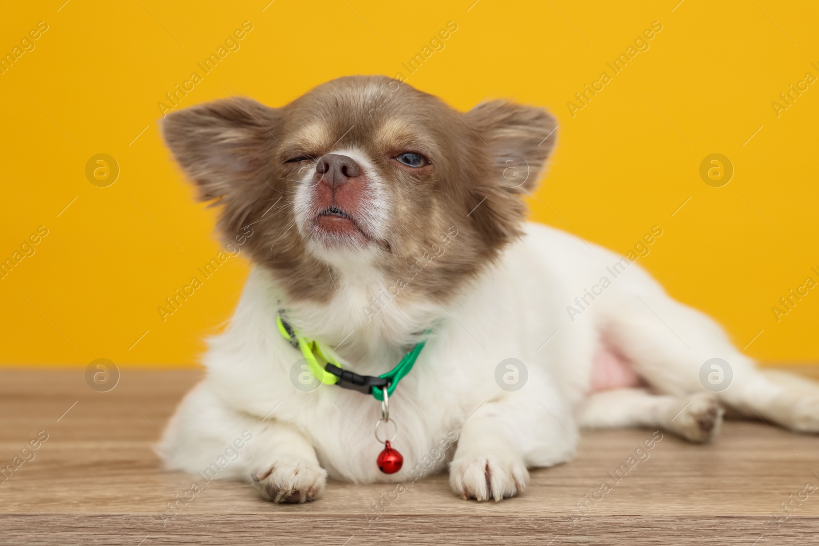 Photo of Adorable Chihuahua in dog collar with bell on wooden table against yellow background