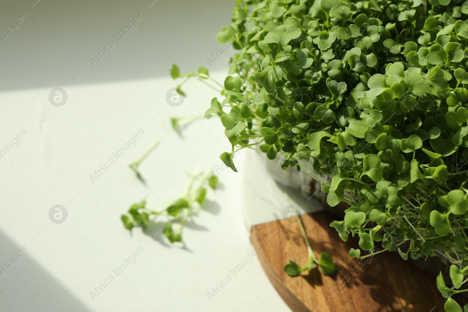 Photo of Fresh daikon radish microgreen growing in plastic container on white table, space for text