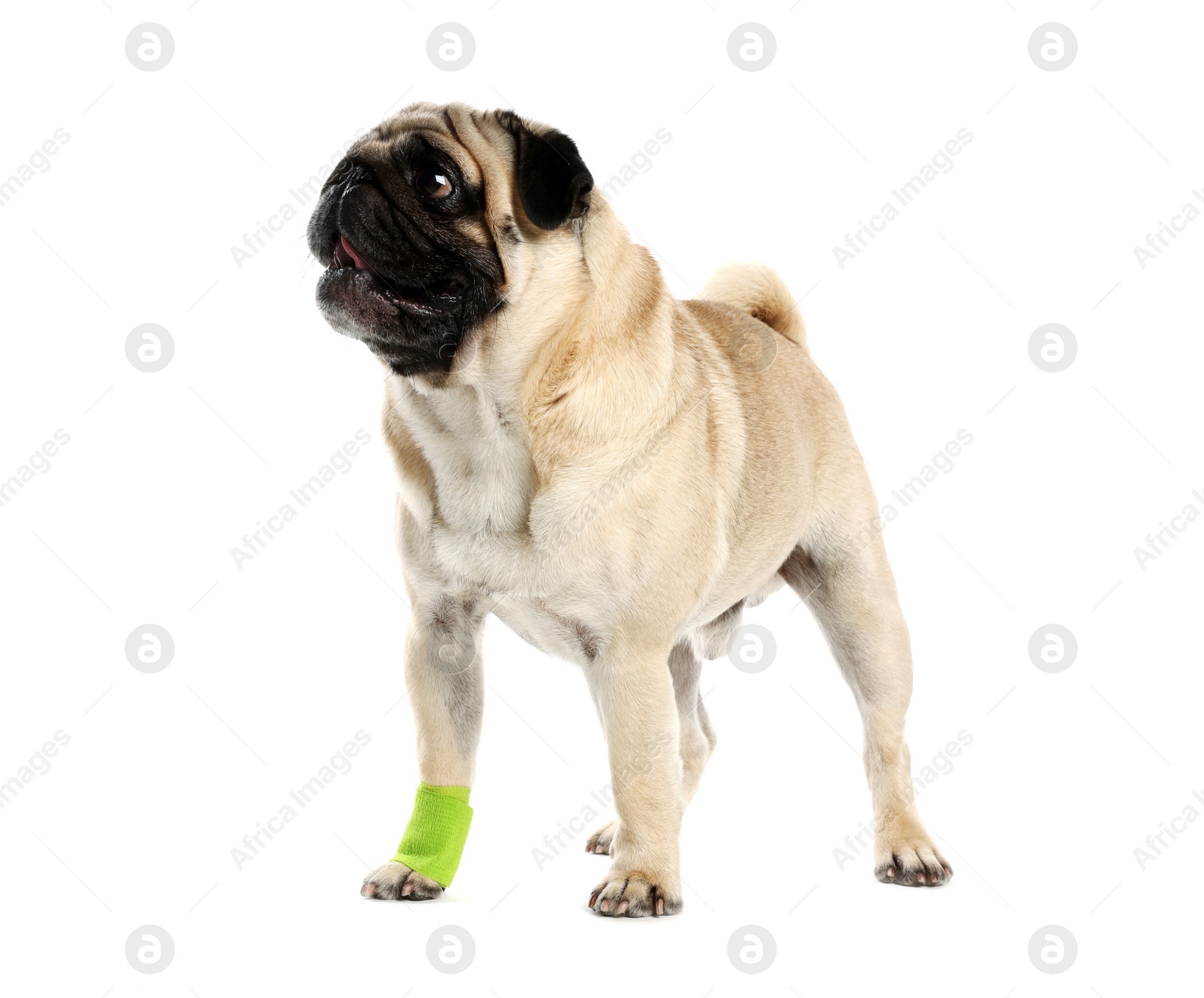 Photo of Cute pug dog with paw wrapped in medical bandage on white background