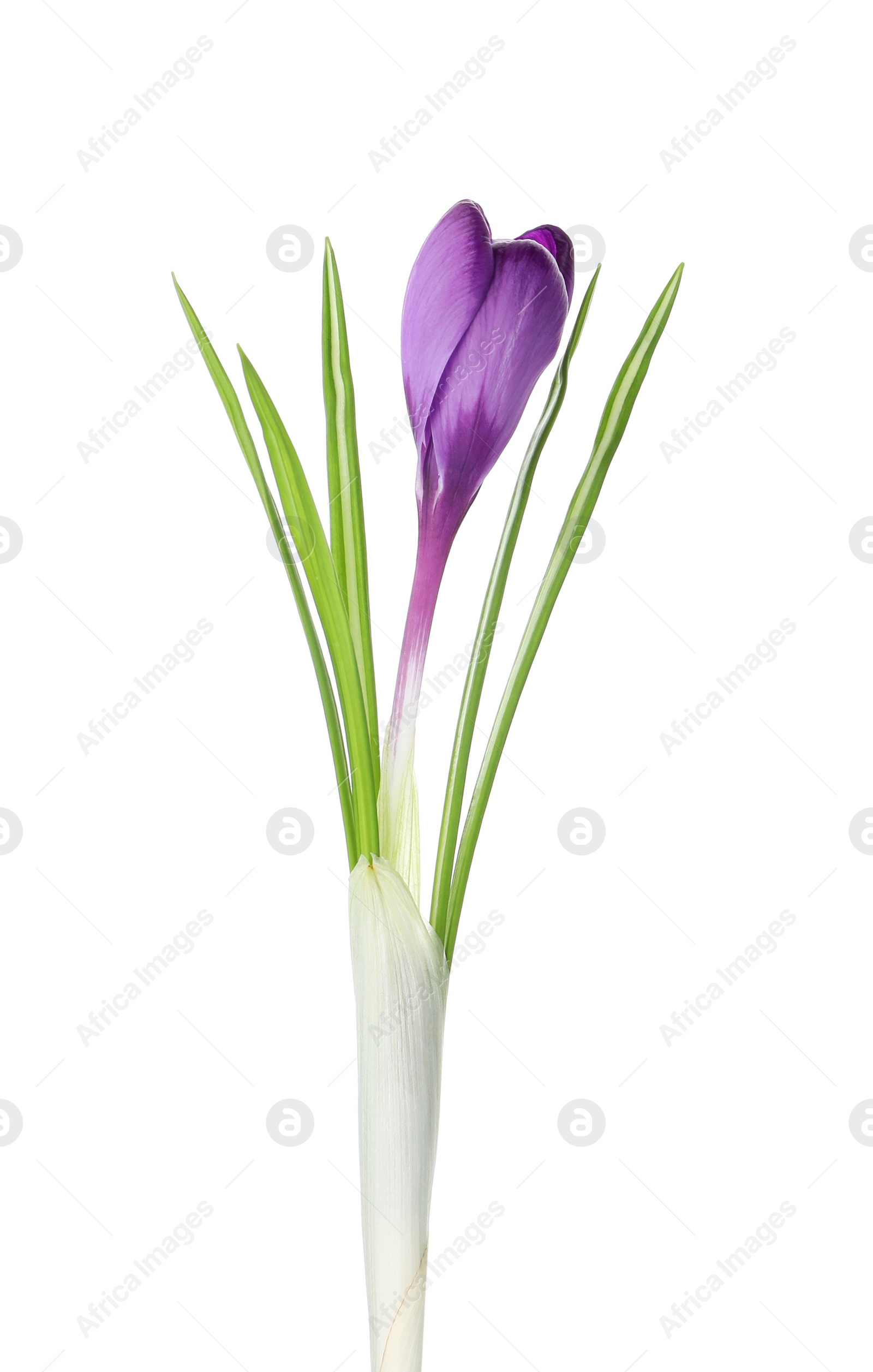 Photo of Beautiful purple crocus flower isolated on white. Spring season